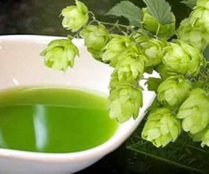 хмель лечебные свойства