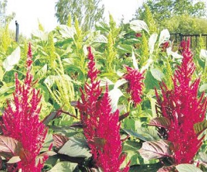 амарантовое масло польза и вред цена