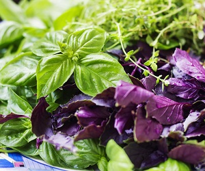 базилик фото