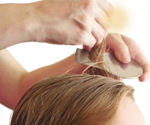 как вывести вшей народными средствами