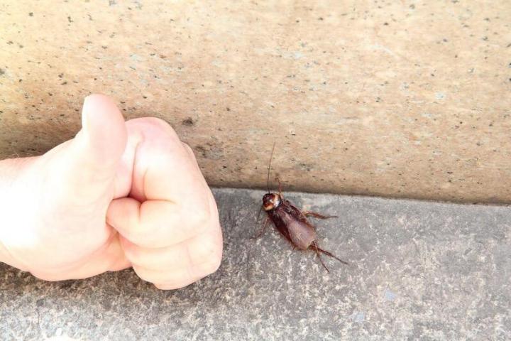 Порошок от тараканов