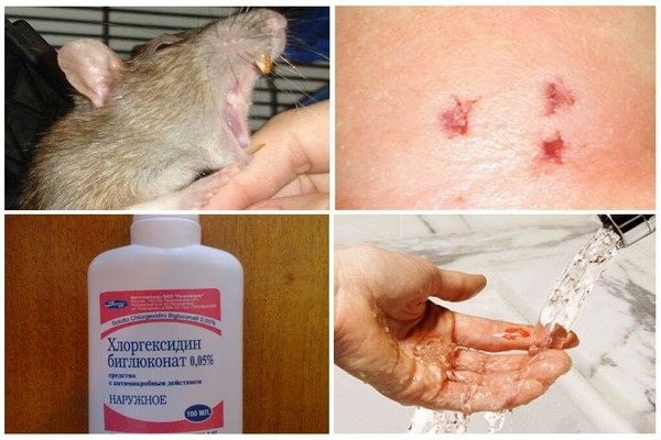 Что такое дератизация