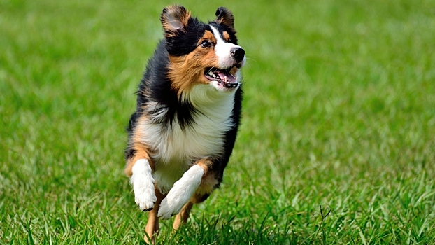 Как просмотр видео с милыми собаками влияет психическое состояние