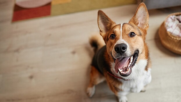 Собаководам рассказали, как приучить собаку чистить зубы