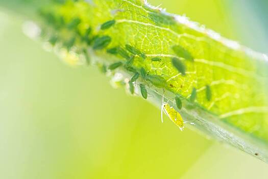 Дачников предупредили о неэффективных популярных методах борьбы с тлей