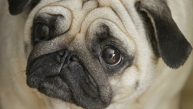 Как правильно вычесывать мопса: простые советы по уходу