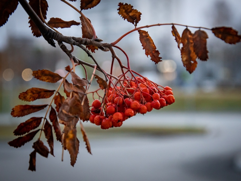 17 октября - Ерофеев день: как прогнать нищету и укрепить здоровье