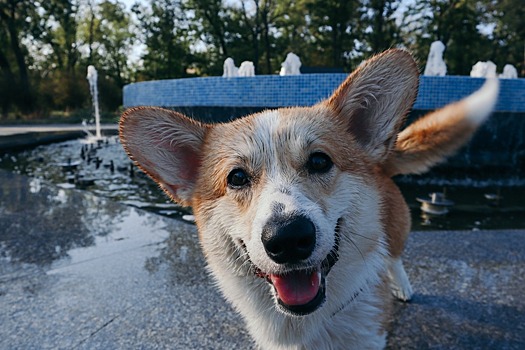 Стоит ли спать на одной кровати с собакой