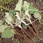 Натуральные маски и отвары для волос с корнем лопуха: лечебные свойства для роста и укрепления шевелюры как использовать корень лопуха для волос