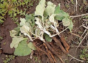 Натуральные маски и отвары для волос с корнем лопуха: лечебные свойства для роста и укрепления шевелюры как использовать корень лопуха для волос