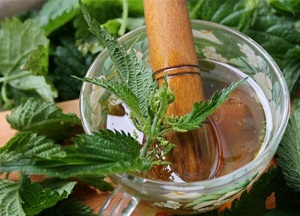 Использование крапивы для волос: полезные свойства и противопоказания, рецепты отваров, настоев и масок методы использования крапивы для волос