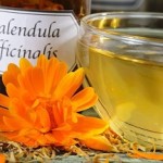 Универсальное растение для волос — календула: полезные свойства, секреты и способы использования методы использования календулы для волос