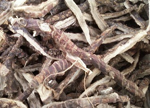 Сабельник или корень аира для волос: лечебные свойства и противопоказания, составы масок для лечения локонов методы использования корня аира для волос