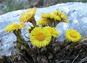 Свойства и применение для волос мать-и-мачехи: фото, самостоятельное использование и обогащение готовых составов методы применения мать-и-мачехи для волос