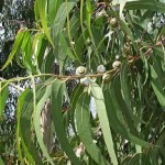 Для слабых и безжизненных волос — эвкалипт: лечебные свойства, отвар, масло и настойка для лечения тусклых прядей как использовать эвкалипт для волос