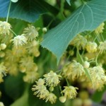 Методы применения липы для волос: лечебные свойства, лечение, ополаскивание и окрашивание прядей при помощи натурального средства методы применения липы для волос