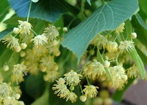 Методы применения липы для волос: лечебные свойства, лечение, ополаскивание и окрашивание прядей при помощи натурального средства методы применения липы для волос