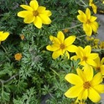 Секреты и общие правила применения череды: лечебные свойства для волос, рецепты приготовления домашних составов методы использования череды для волос