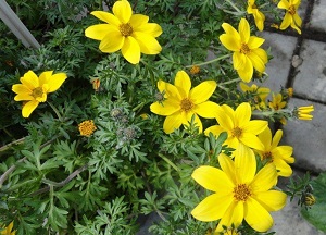 Секреты и общие правила применения череды: лечебные свойства для волос, рецепты приготовления домашних составов методы использования череды для волос