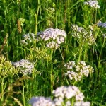 Отвар, настой и сок тысячелистника для волос: полезные свойства и секреты использования натурального средства методы применения травы тысячелистника для волос