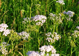 Отвар, настой и сок тысячелистника для волос: полезные свойства и секреты использования натурального средства методы применения травы тысячелистника для волос