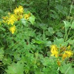 Масло, настой и отвар зверобоя для волос: лечебные свойства, рецепты применения для оздоровления прядей методы использования зверобоя для волос