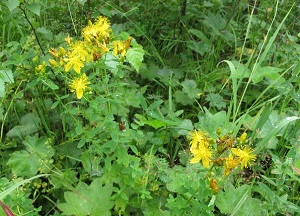 Масло, настой и отвар зверобоя для волос: лечебные свойства, рецепты применения для оздоровления прядей методы использования зверобоя для волос