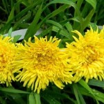 Лекарственные травы для волос — одуванчик: полезные свойства и противопоказания, методы использования отвара и настоя, рецепты масок методы использования одуванчика для волос