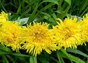 Лекарственные травы для волос — одуванчик: полезные свойства и противопоказания, методы использования отвара и настоя, рецепты масок методы использования одуванчика для волос