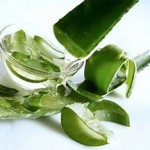 Здоровые, красивые локоны при помощи маски для волос с алоэ в домашних условиях и другие рецепты использования методы применения алоэ для волос