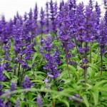 Эффективное восстановление волос при помощи шалфея: лечебные свойства и противопоказания, методы использования для прядей методы применения шалфея для волос