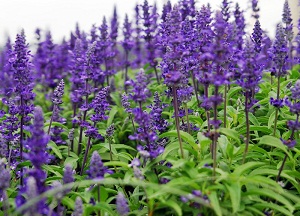 Эффективное восстановление волос при помощи шалфея: лечебные свойства и противопоказания, методы использования для прядей методы применения шалфея для волос