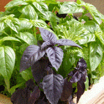 Методы использования базилика для волос: полезные свойства и противопоказания, рецепты и секреты применения методы использования базилика для волос