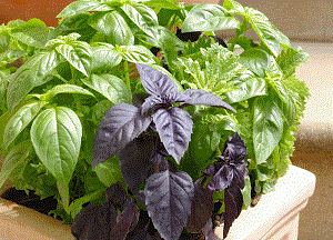 Методы использования базилика для волос: полезные свойства и противопоказания, рецепты и секреты применения методы использования базилика для волос