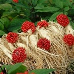 Сила волшебного корня для здоровых волос — женьшень: полезные свойства и противопоказания, рецепты и правила применения методы использования женьшеня для волос