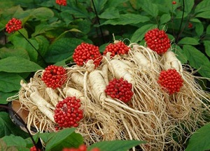 Сила волшебного корня для здоровых волос — женьшень: полезные свойства и противопоказания, рецепты и правила применения методы использования женьшеня для волос