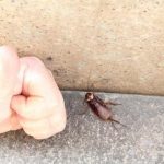 Порошок от тараканов