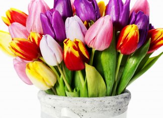 Покупка тюльпанов: как выбирать