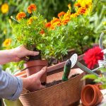 САДОВОДСТВО И РЕЦЕПТЫ