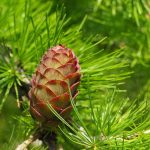 Как ухаживать за хвойными деревьями зимой?