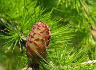 Как ухаживать за хвойными деревьями зимой?