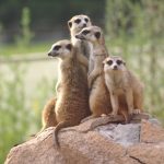 Смерть суриката в контактном зоопарке в Бишкеке