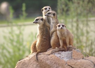 Смерть суриката в контактном зоопарке в Бишкеке