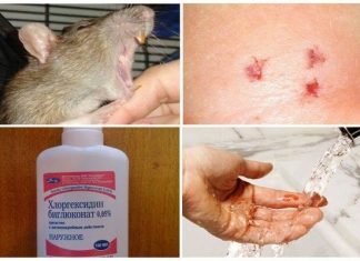 Что такое дератизация