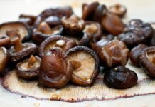 Грибы шиитаке: польза и противопоказания