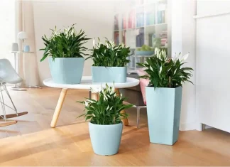 Кашпо LECHUZA: идеальное кашпо для ваших растений