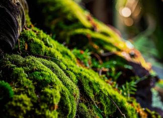 Обработка от мха и ее особенности