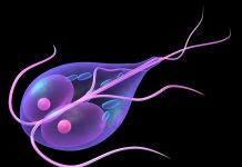 Лямблиоз и его лечение