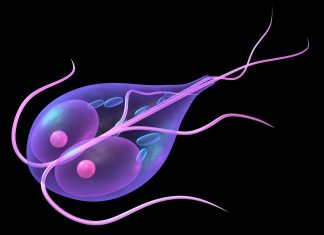 Лямблиоз и его лечение