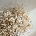 Как ухаживать за срезанными гипсофилами